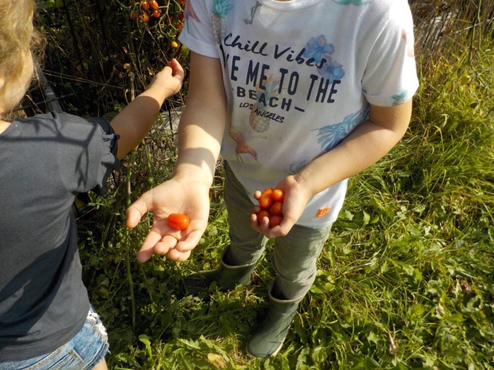 tomaatjes uit eigen moestuin