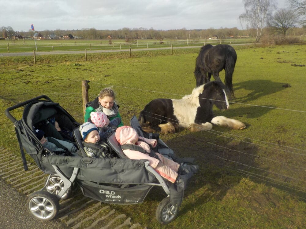 paarden kijken